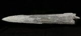Fossil Marlin (Swordfish) Rostrum - Miocene #45960-1